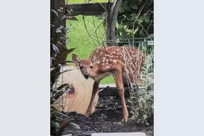 24140 W Fawn Road NE, Stacy, MN 55079 - Photo 34