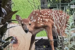 24140 W Fawn Rd NE, Stacy, MN 55079 - Photo 34