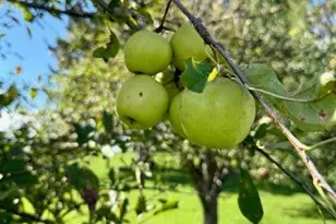 18256 State Hwy 43, Mabel, MN 55954 - Photo 20