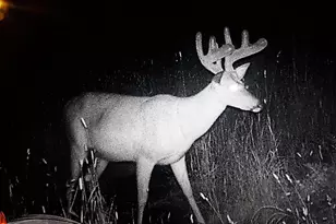 44384 Grace Lake Rd, Ogema Twp, MN 55037 - Photo 68