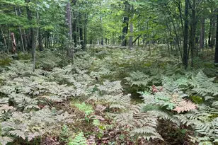 Lot 43 Deerpath Trail Way, Danbury, WI 54830 - Photo 1