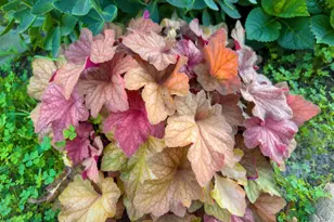 1124 8th Ave SW, Faribault, MN 55021 - Photo 52