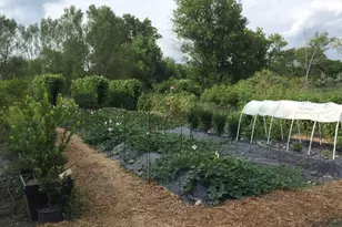 461 Peavey Ln, Wayzata, MN 55391 - Photo 48