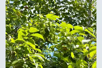 Tbd Hwy 11 (Parcel A), Loman, MN 56654 - Photo 20