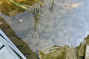 7064 Juneberry Trail NW, Walker, MN 56484 - Photo 82