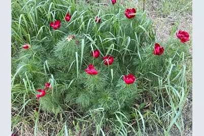 12624 US Highway 212, Sacred Heart, MN 56285 - Photo 34