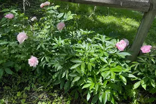 12624 US Hwy 212, Sacred Heart, MN 56285 - Photo 32