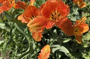 201 Norman Ave S, Foley, MN 56329 - Photo 34