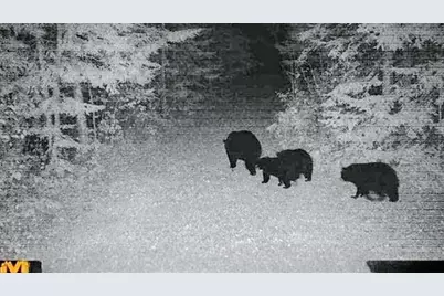 11775 Highway 71, Northome, MN 56661 - Photo 38