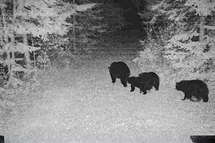 11775 Hwy 71, Northome, MN 56661 - Photo 38