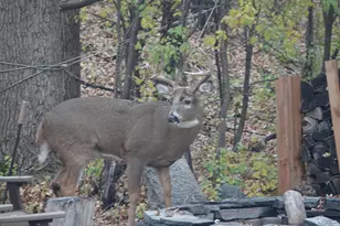 17128 Jonquil Ave, Lakeville, MN 55044 - Photo 46