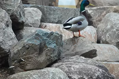 17128 Jonquil Avenue, Lakeville, MN 55044 - Photo 48