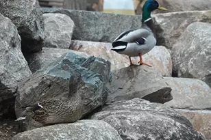 17128 Jonquil Ave, Lakeville, MN 55044 - Photo 48