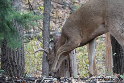 17128 Jonquil Avenue, Lakeville, MN 55044 - Photo 50