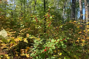 14331 395th Ln, Salo Twp, MN 55787 - Photo 16