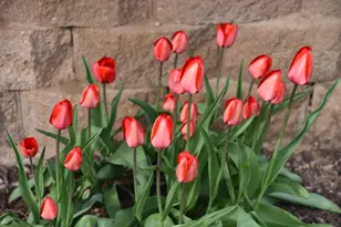 4838 Crown Ln, Woodbury, MN 55129 - Photo 74