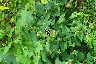 543 Homestead Trail, Somerset, WI 54025 - Photo 10