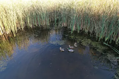 Tbd 340th Street, Ogema, MN 56569 - Photo 82