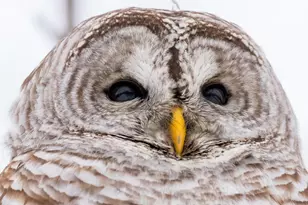 30169 513th Ave, Ottertail, MN 56571 - Photo 34