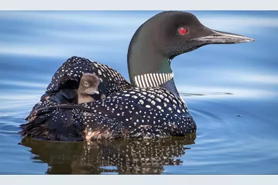 30169 513th Avenue, Ottertail, MN 56571 - Photo 28