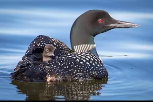 30169 513th Ave, Ottertail, MN 56571 - Photo 28