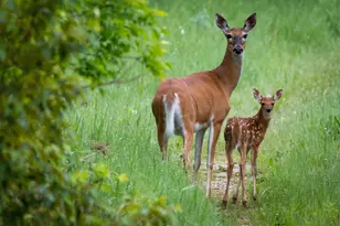 30169 513th Ave, Ottertail, MN 56571 - Photo 32