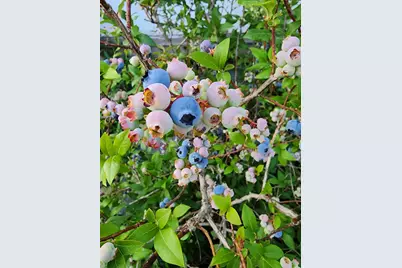 8695 Dosh Lane, Saint Mathias Twp, MN 56449 - Photo 52