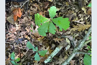 Xxx 424th Street, Harris, MN 55032 - Photo 8