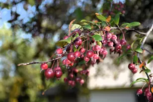 18870 Garnet St NW, Nowthen, MN 55303 - Photo 46