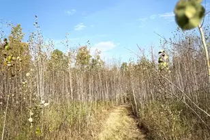 Tbd N 80 Town Rd 6, Northome, MN 56661 - Photo 1