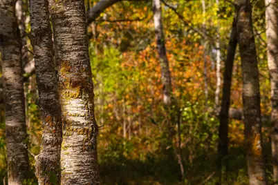 Parcel #3 Tbd County 9, Becida, MN 56678 - Photo 30