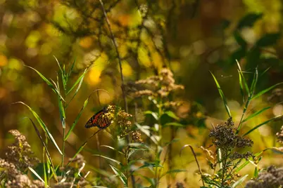 Parcel #3 Tbd County 9, Becida, MN 56678 - Photo 24
