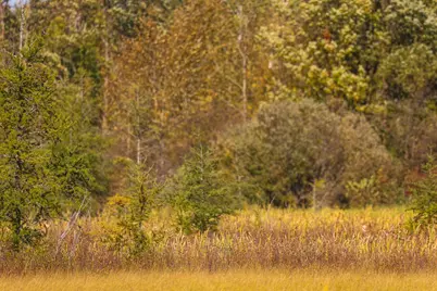 Parcel #3 Tbd County 9, Becida, MN 56678 - Photo 26