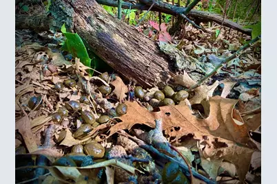 Tbd151 River Road, Saint Croix Falls, WI 54024 - Photo 46