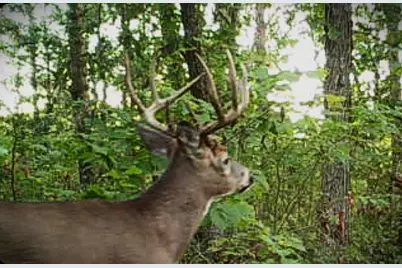 Tbd151 River Road, Saint Croix Falls, WI 54024 - Photo 80