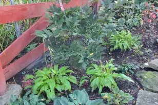 2908 32nd Ave NE, Saint Anthony, MN 55418 - Photo 50