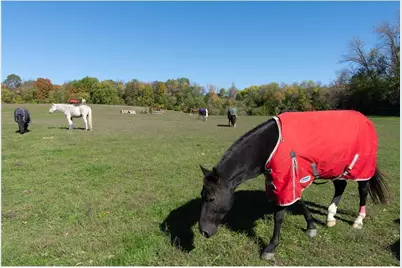 3035 Lake Sarah Road, Maple Plain, MN 55359 - Photo 38