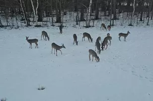 3524 385th Ave NW, Stanchfield, MN 55080 - Photo 50