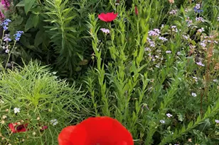 1020 Abbey Rd, Northfield, MN 55057 - Photo 40