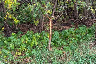 4616 Groves End Ln SE, Rochester, MN 55904 - Photo 36