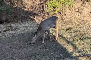 94241 S Net Lake Rd, Holyoke, MN 55749 - Photo 52