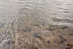 34235 Co Rd 9, Avon, MN 56310 - Photo 6