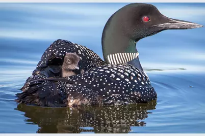 301Xx 513th Avenue, Ottertail, MN 56571 - Photo 2