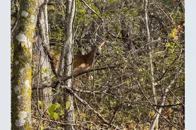 Tbd County 26, Houston, MN 55943 - Photo 34