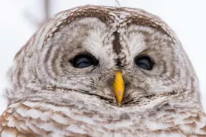 315Xx Leaf River Road Tract C, Ottertail, MN 56571 - Photo 2