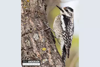 514Xx Leaf River Road Tract C, Ottertail, MN 56571 - Photo 22