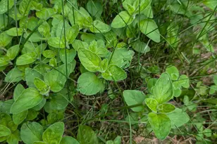 13960 Paris Ave N, Stillwater, MN 55082 - Photo 90