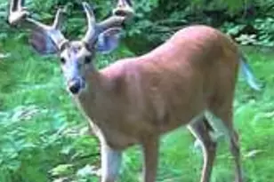 49236 245th Ave, Pelican Rapids, MN 56572 - Photo 74