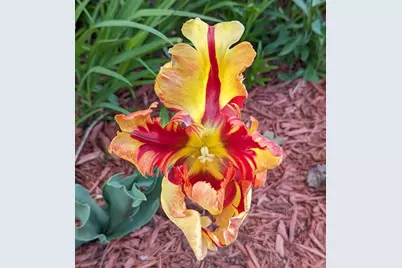 3913 Oxford Drive, Woodbury, MN 55125 - Photo 66