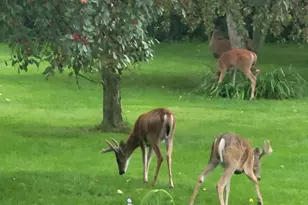 1051 100th Ave, Amery, WI 54001 - Photo 40